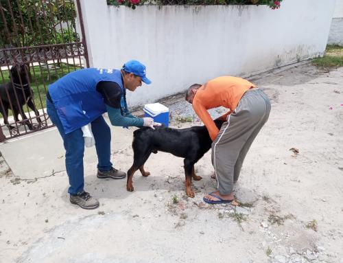 GOIANA DÁ INÍCIO À PRÉ-CAMPANHA DE VACINAÇÃO ANTIRRÁBICA PARA CÃES E GATOS